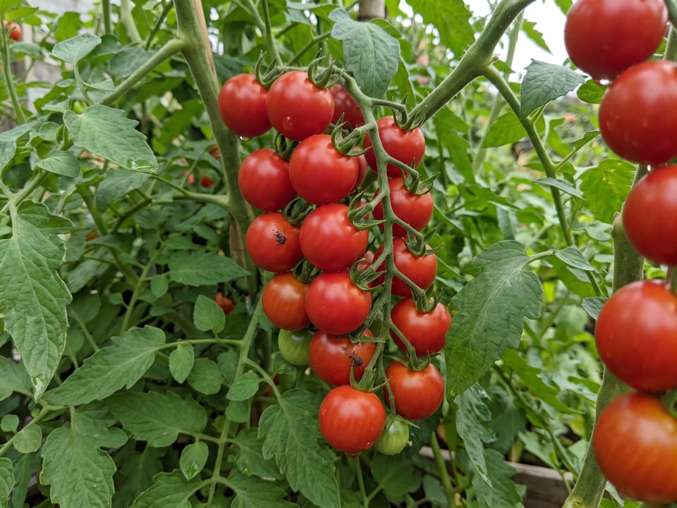 A truss of Tiny Tim tomatoes