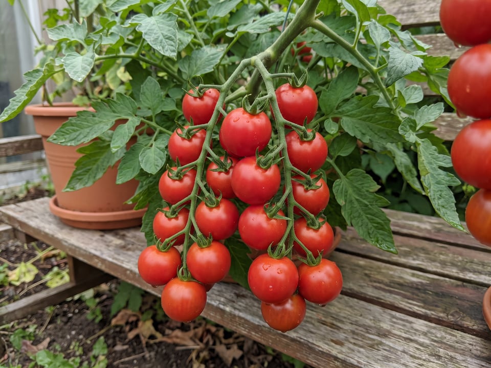 Tiny Tim cherry tomatoes ripening on a compact plant