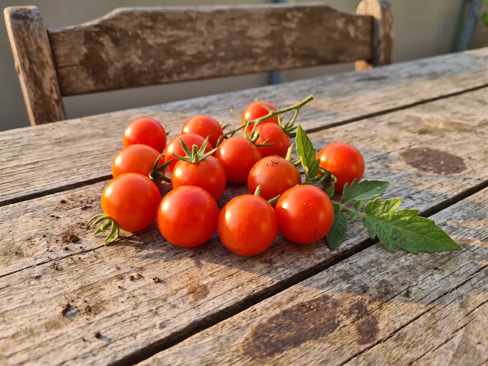 Freshly picked Tiny Tim tomatoes