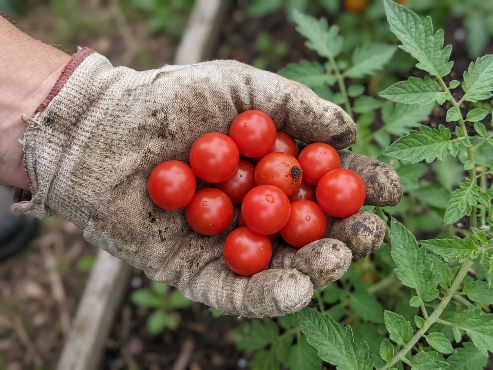 A ripe Tiny Tim tomato held in a gardener's hand