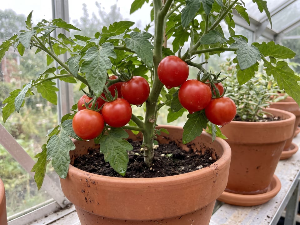 Tiny Tim tomatoes ripening on the vine under cover