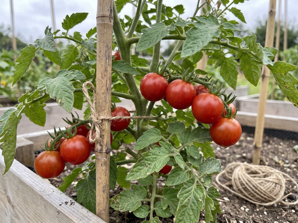 Tiny Tim tomato plant in a garden bed with ripe fruit on the vine