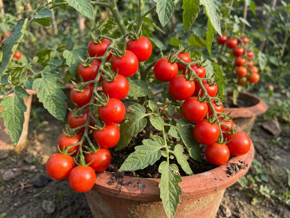 A truss of Totem tomatoes