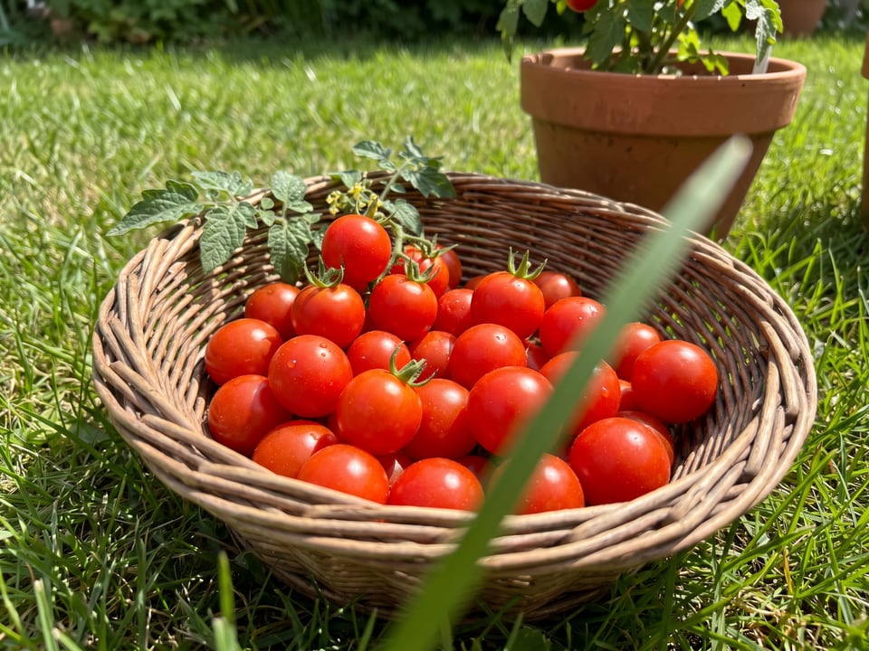 Freshly picked Totem tomatoes