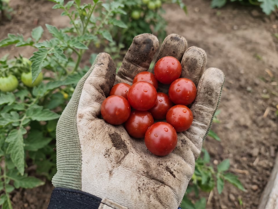 A ripe Totem tomato held in a gardener's hand