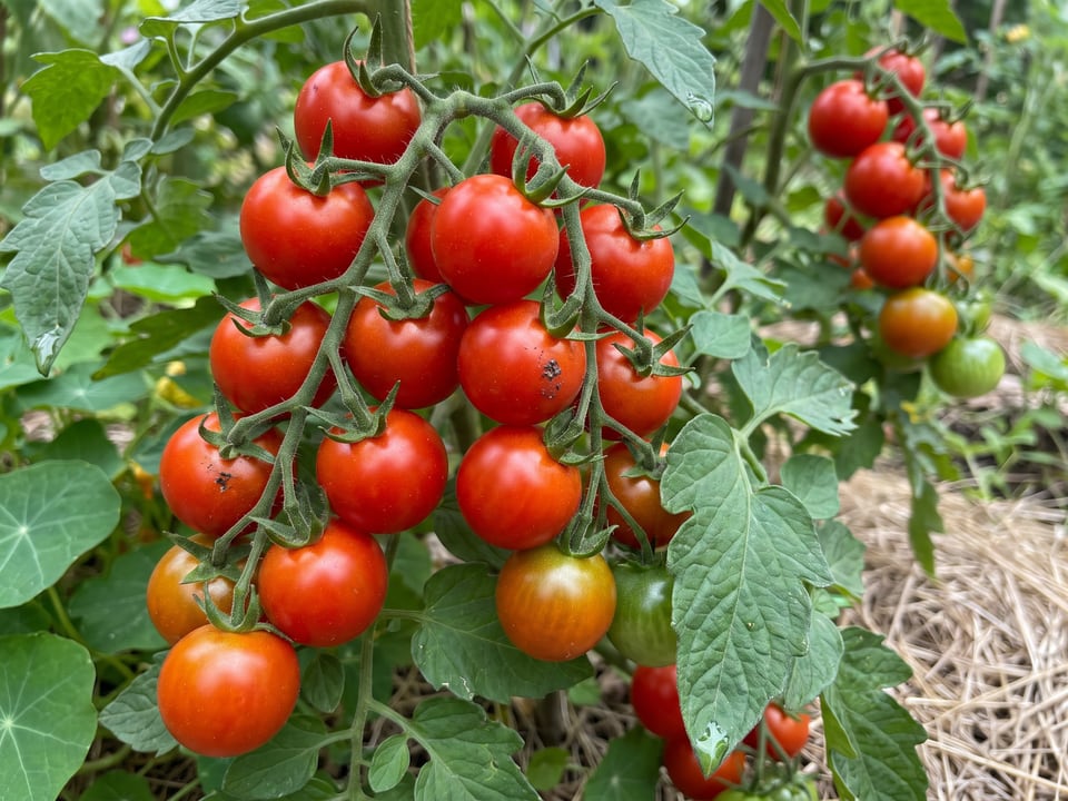 A truss of Tumbling Tom tomatoes
