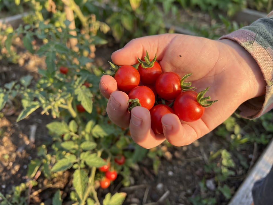 A ripe Tumbling Tom tomato held in a gardener's hand