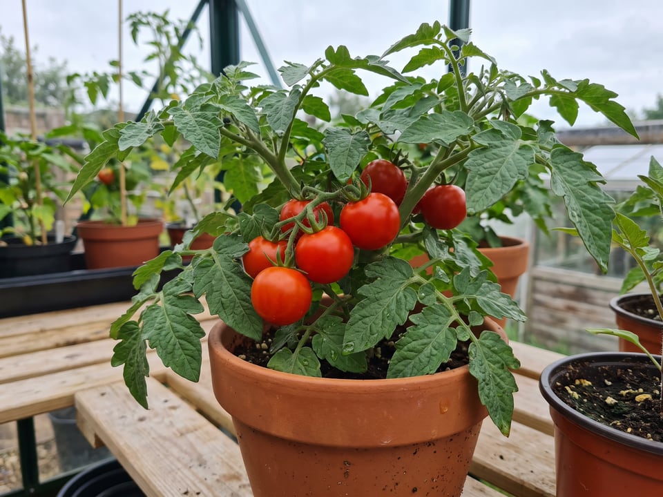 Tumbling Tom tomatoes ripening on the vine under cover