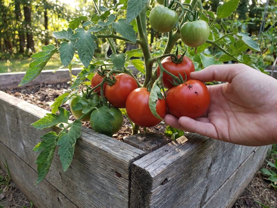 Tumbling Tom tomato plant in a garden bed with ripe fruit on the vine