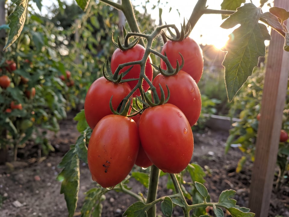 A truss of Verona tomatoes