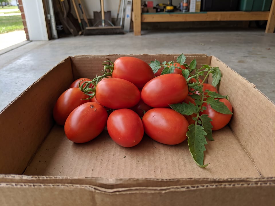 Freshly picked Verona tomatoes