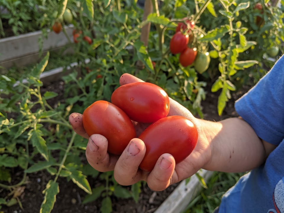 A ripe Verona tomato held in a gardener's hand