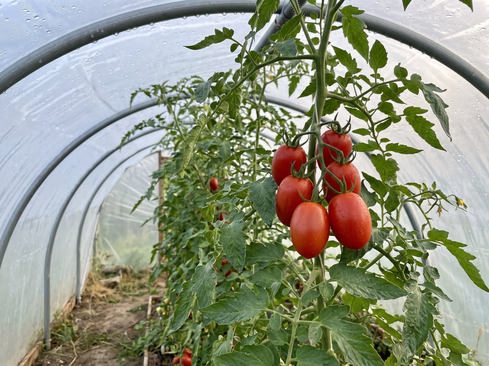 Verona tomatoes ripening on the vine under cover