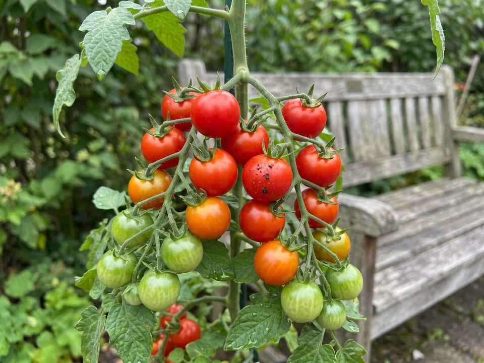 A truss of Vilma tomatoes