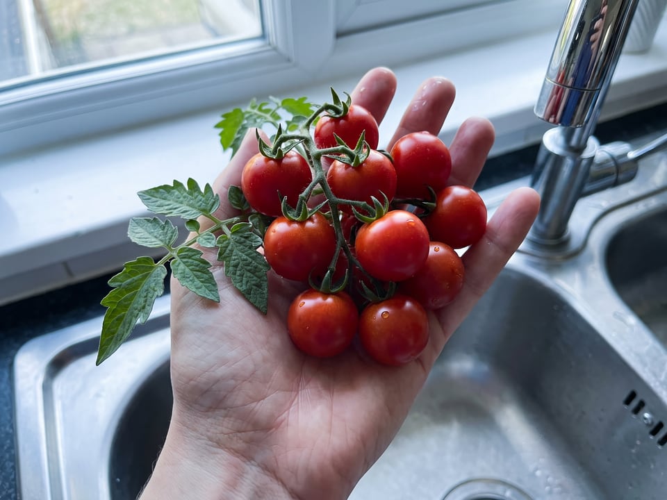 A ripe Vilma tomato held in a gardener's hand