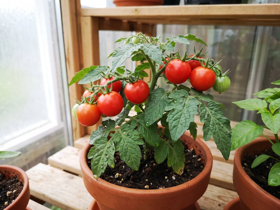 Vilma tomatoes ripening on the vine under cover