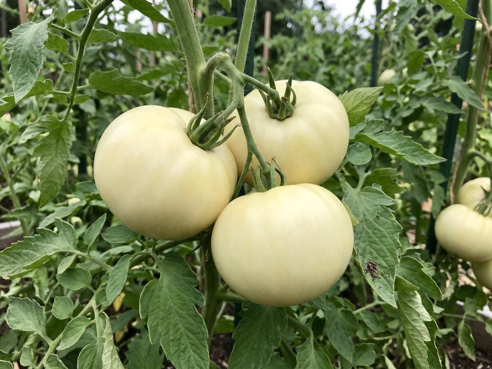 A truss of White Beauty tomatoes
