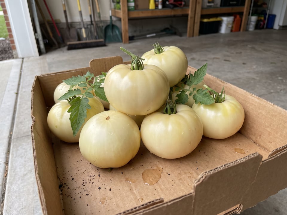 Freshly picked White Beauty tomatoes