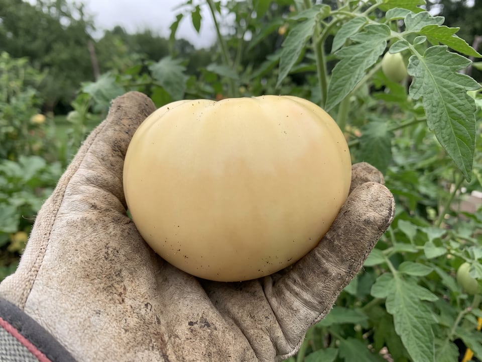 A ripe White Beauty tomato held in a gardener's hand