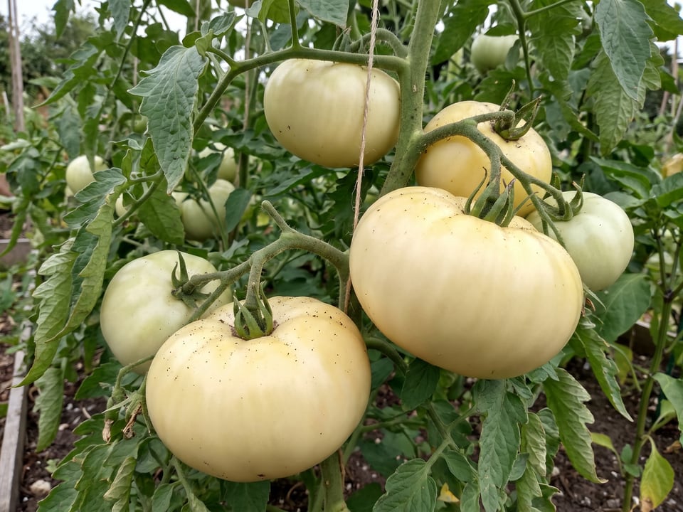 White Beauty tomato plant in a garden bed with ripe fruit on the vine