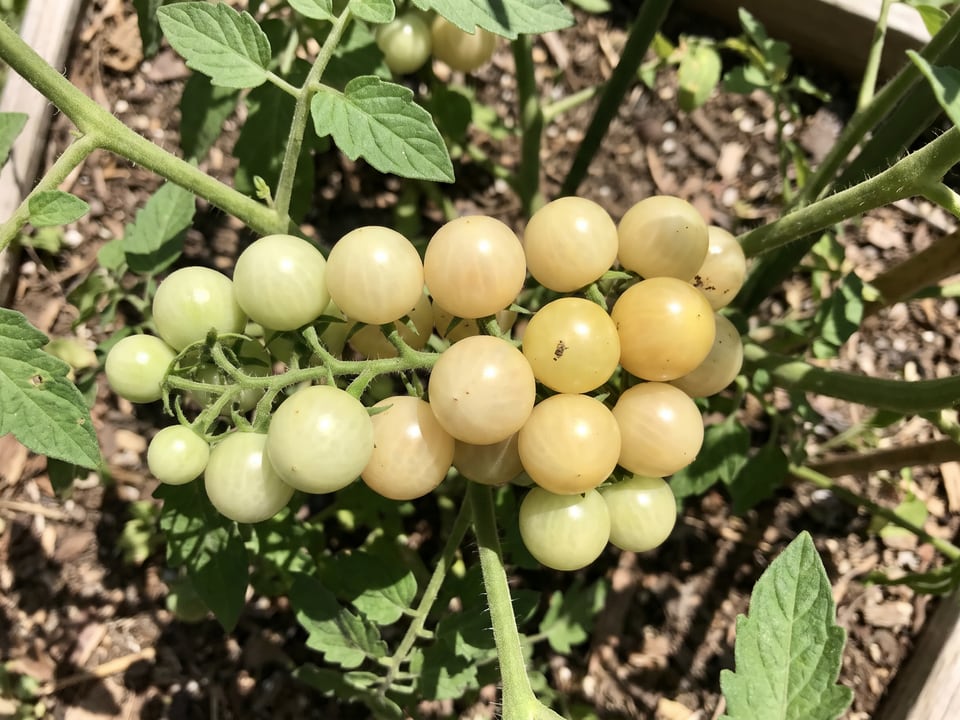 A truss of White Currant tomatoes