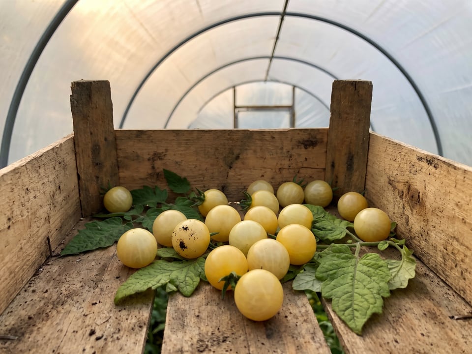 Freshly picked White Currant tomatoes