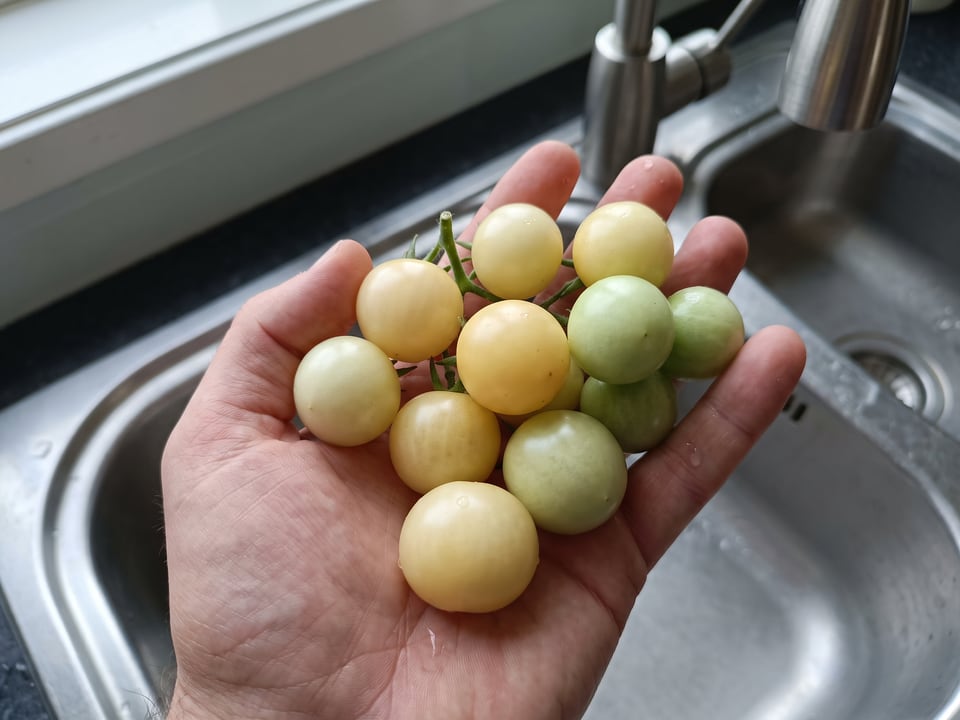 A ripe White Currant tomato held in a gardener's hand