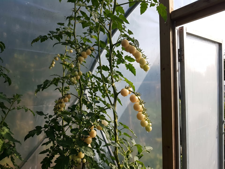 White Currant tomatoes ripening on the vine under cover