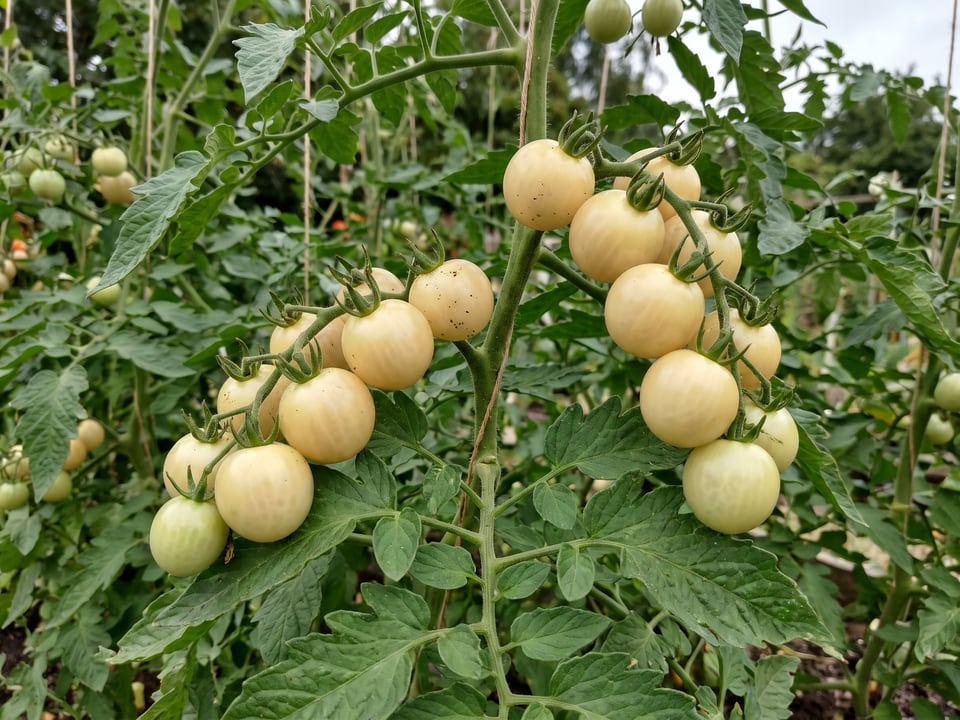 White Currant tomato plant in a garden bed with ripe fruit on the vine