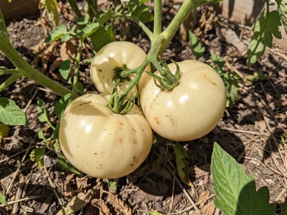 A truss of White Queen tomatoes