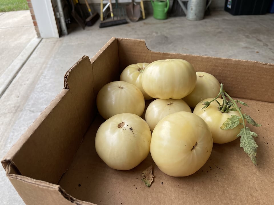 Freshly picked White Queen tomatoes