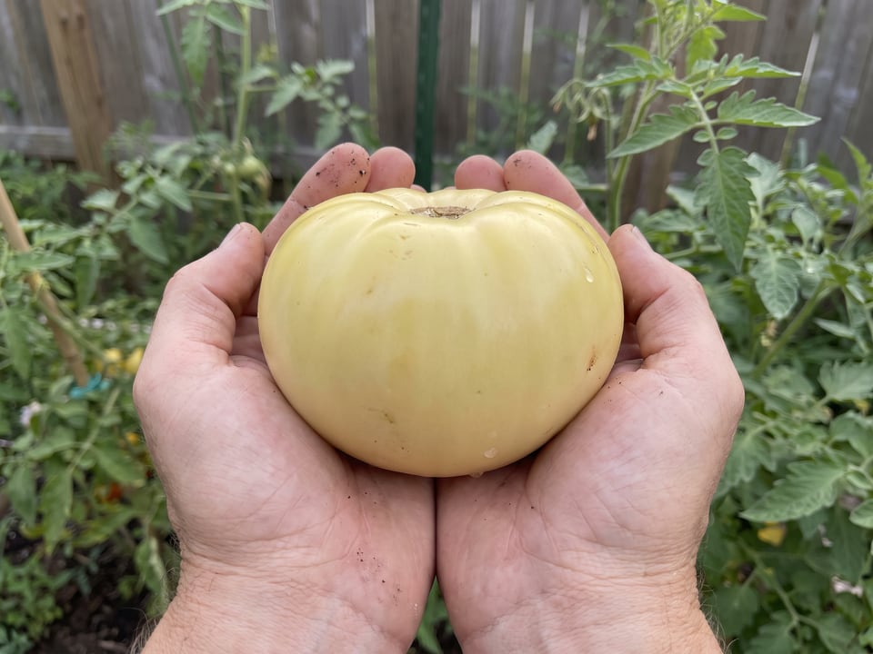 A ripe White Queen tomato held in a gardener's hand