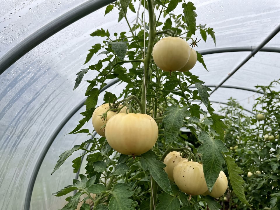 White Queen tomatoes ripening on the vine under cover