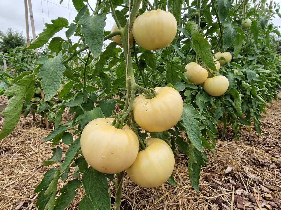 White Queen tomato plant in a garden bed with ripe fruit on the vine