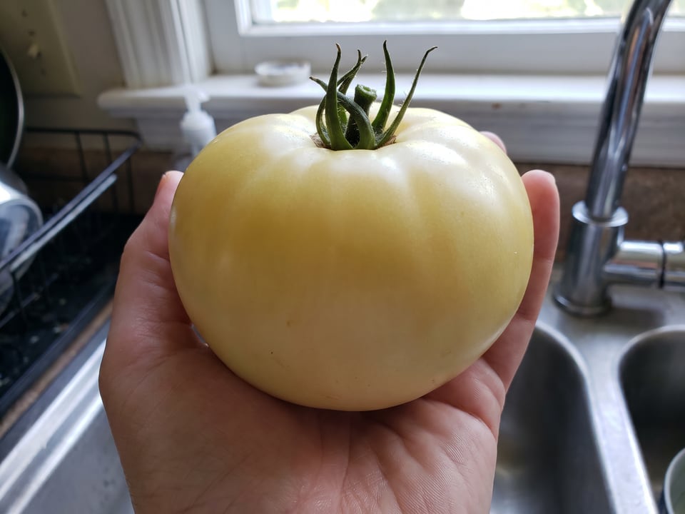 A ripe White Tomesol tomato held in a gardener's hand
