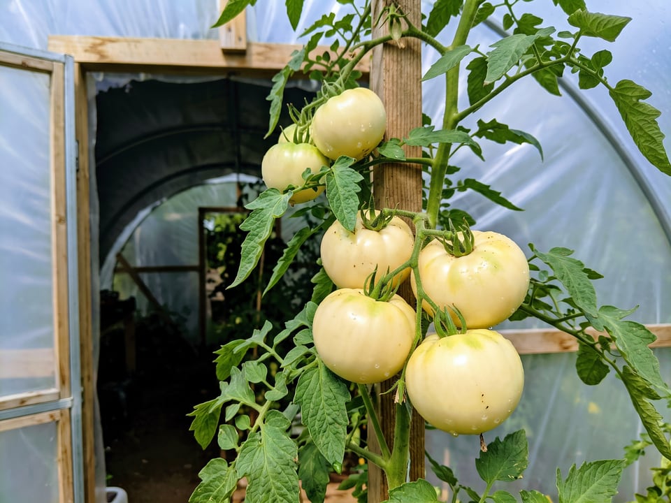 White Tomesol tomatoes ripening on the vine under cover