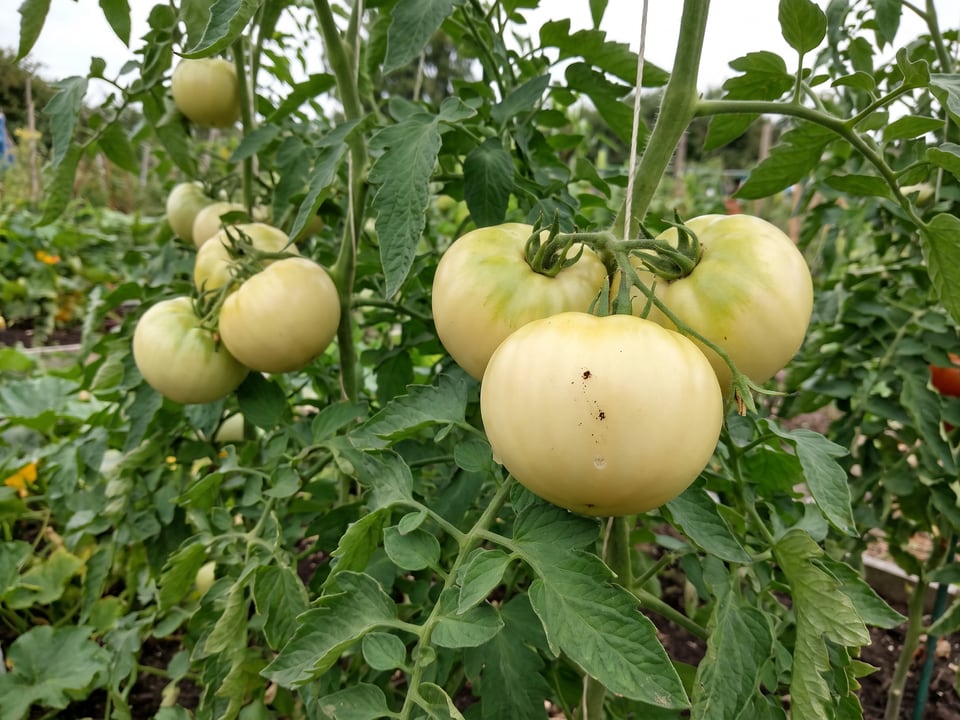 White Tomesol tomato plant in a garden bed with ripe fruit on the vine