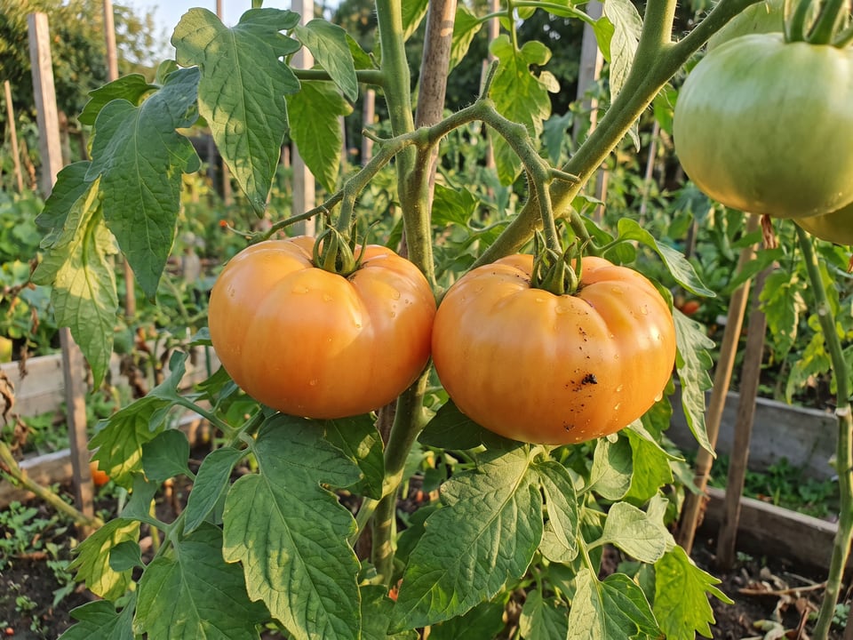 A truss of Yellow Brandywine tomatoes