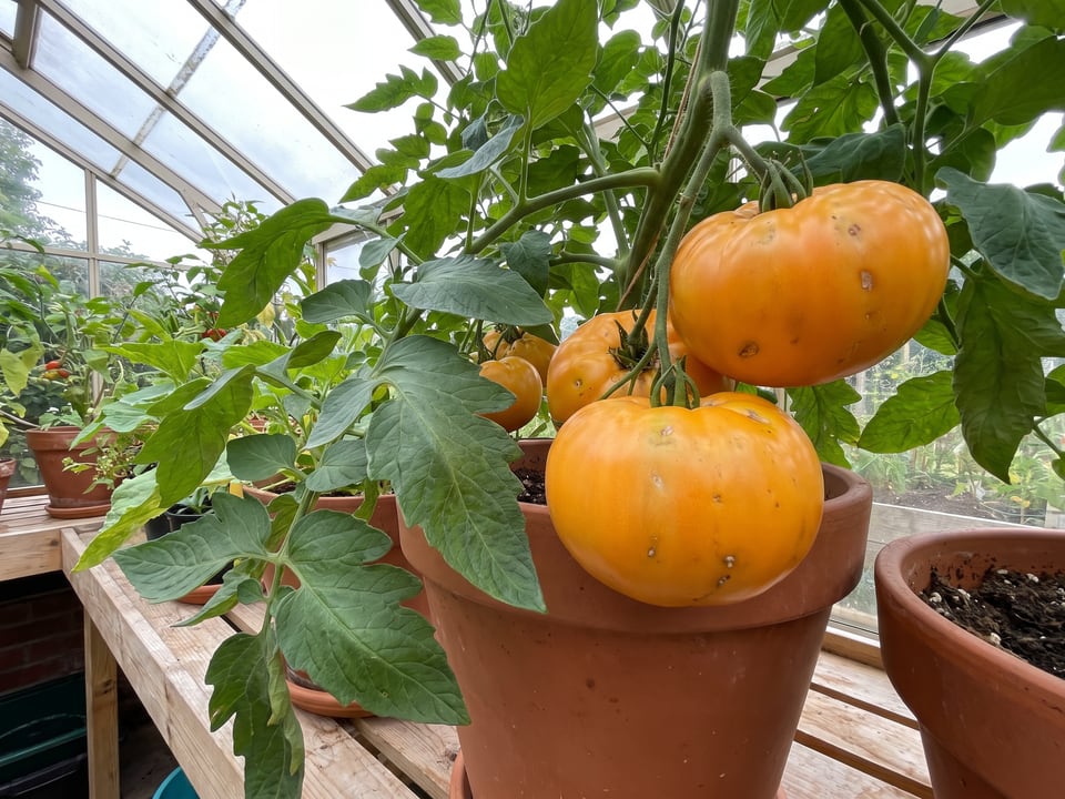 Yellow Brandywine tomatoes ripening on the vine under cover