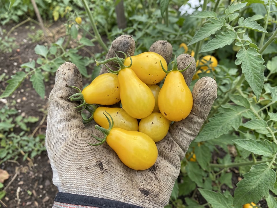 A ripe Yellow Pear tomato held in a gardener's hand