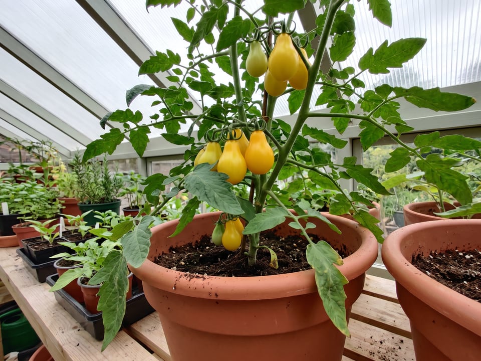 Yellow Pear tomatoes ripening on the vine under cover