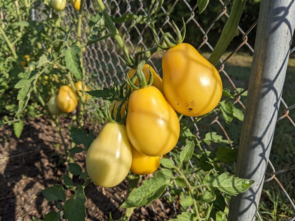 Yellow Pear tomato plant in a garden bed with ripe fruit on the vine