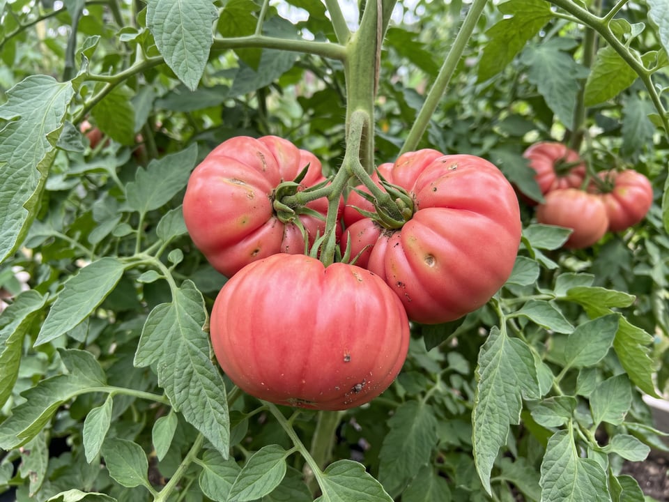 A truss of Zapotec Pleated tomatoes
