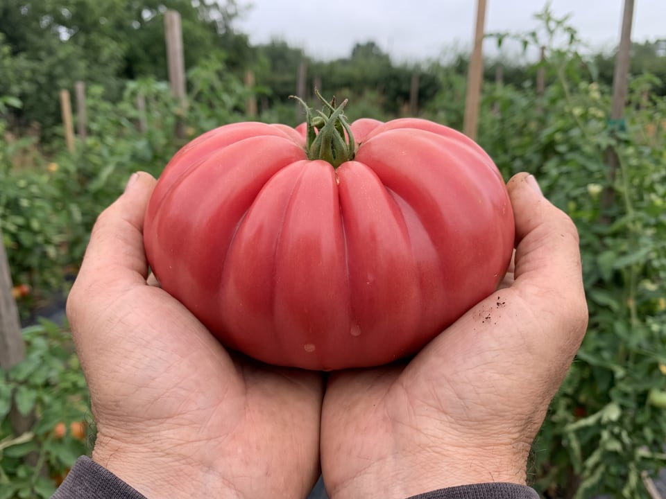A ripe Zapotec Pleated tomato held in a gardener's hand