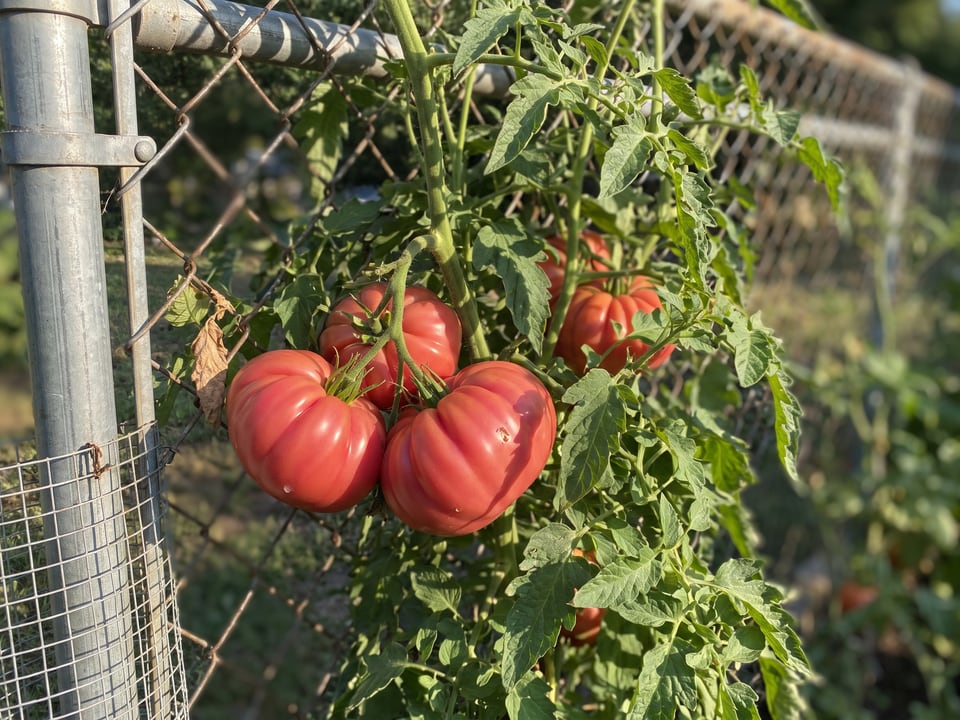 Zapotec Pleated tomato plant in a garden bed with ripe fruit on the vine